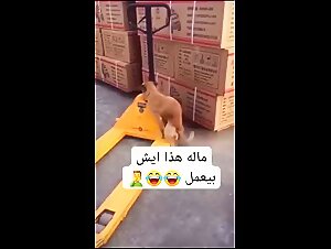 Zoofilia intensa: !perro en accion con una zorra cachonda!